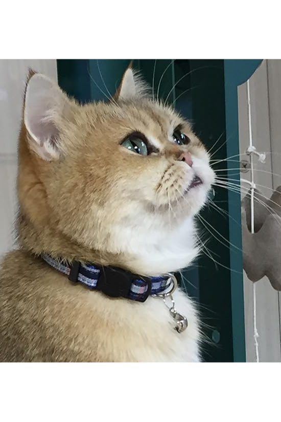 DodoPick for the Best Value Cat Collar